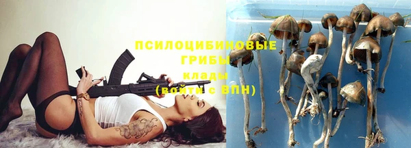 прущие грибы Елизово